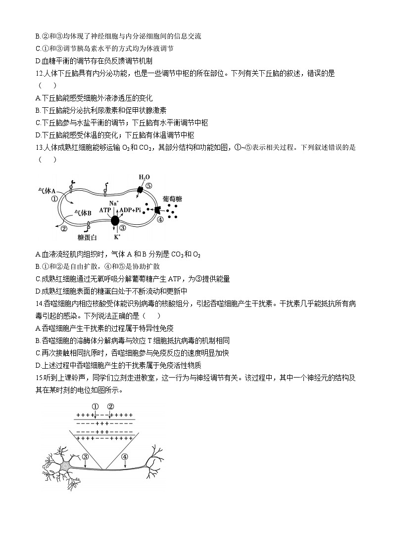 广东省深圳市高级中学2024-2025学年高二上学期期中考试生物试题第3页