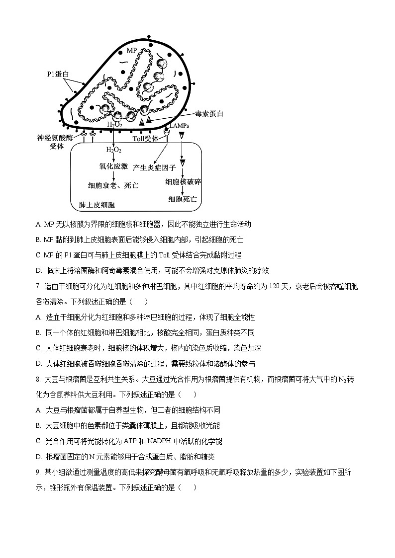 湖北省部分高中2024-2025学年高三上学期11月期中联考生物试题  Word版无答案第3页