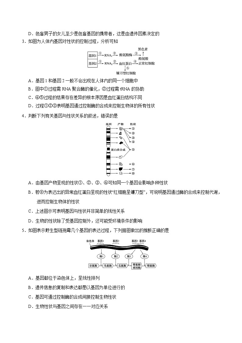 备战2025年高考生物考点一遍过考点32基因对性状的控制教案（Word版附解析）03