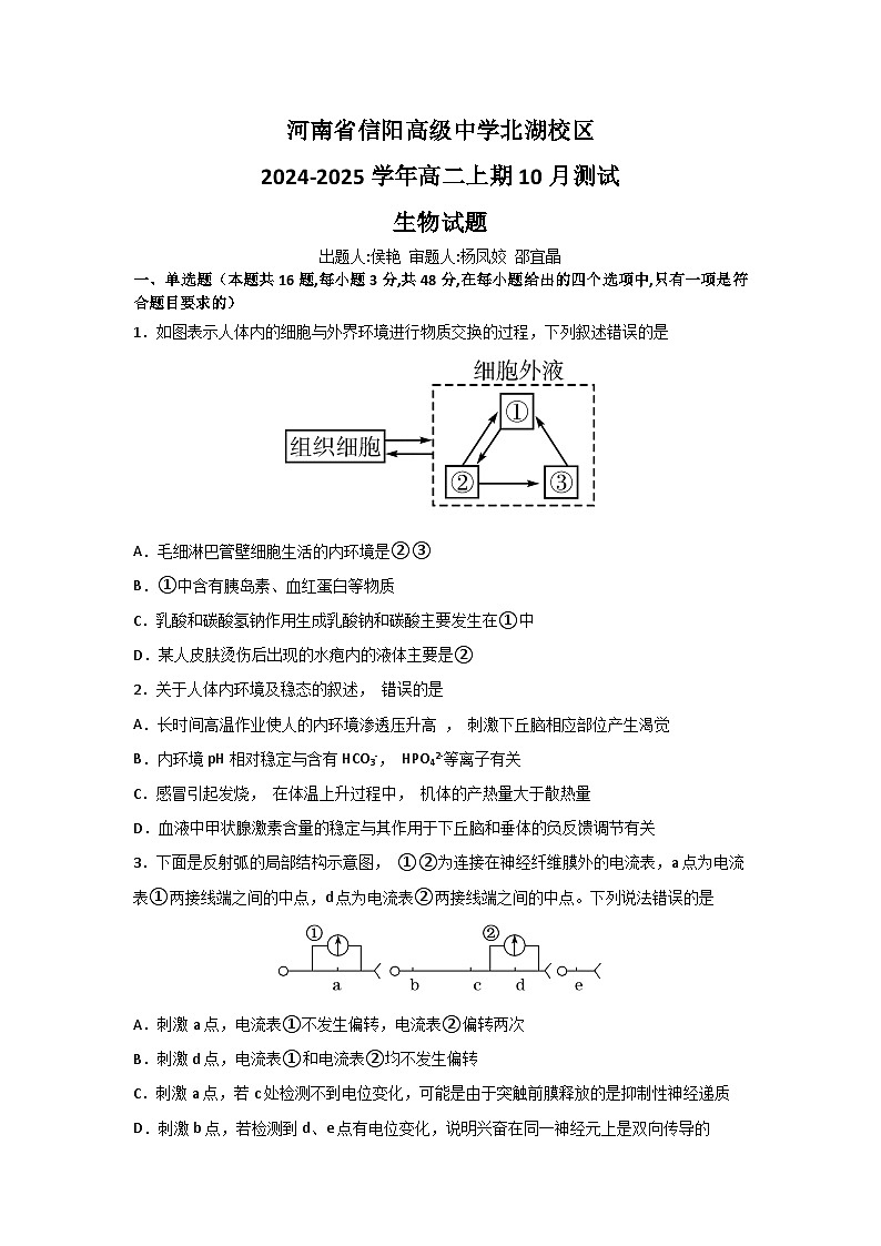河南省信阳高级中学北湖校区2024-2025学年高二上学期10月测试生物试题01