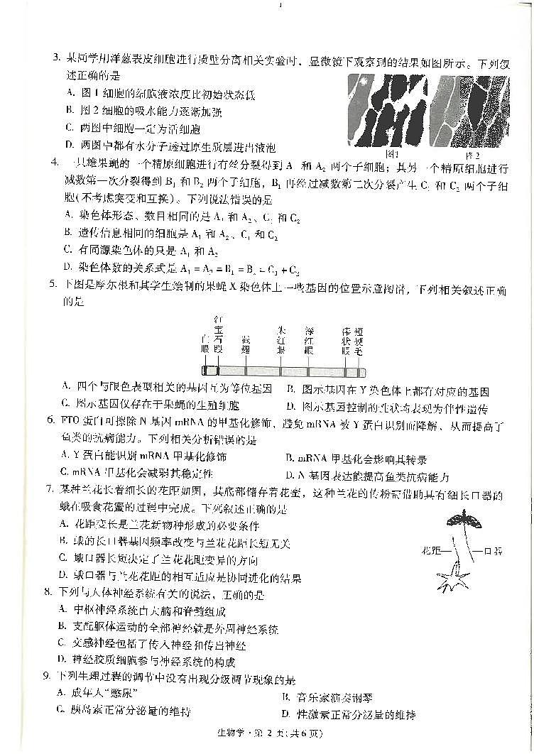 云南省昆明市第一中学2024-2025学年高三上学期10月第二次联考生物试题02