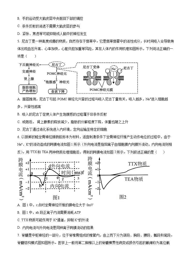 河北省沧州市泊头市第一中学2024-2025学年高二上学期10月月考生物试题无答案第2页