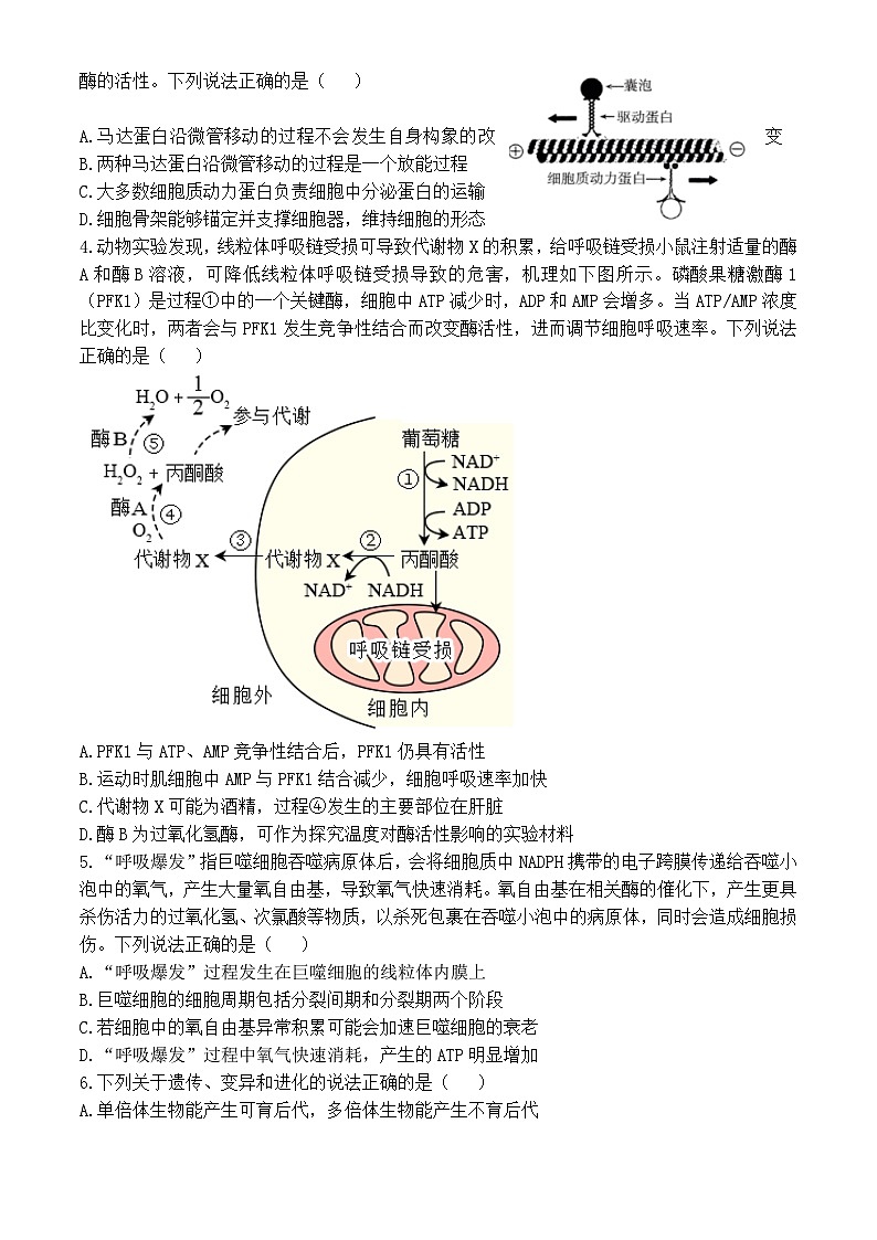 山东省青岛市2024-2025学年高三上学期11月期中生物试题第2页
