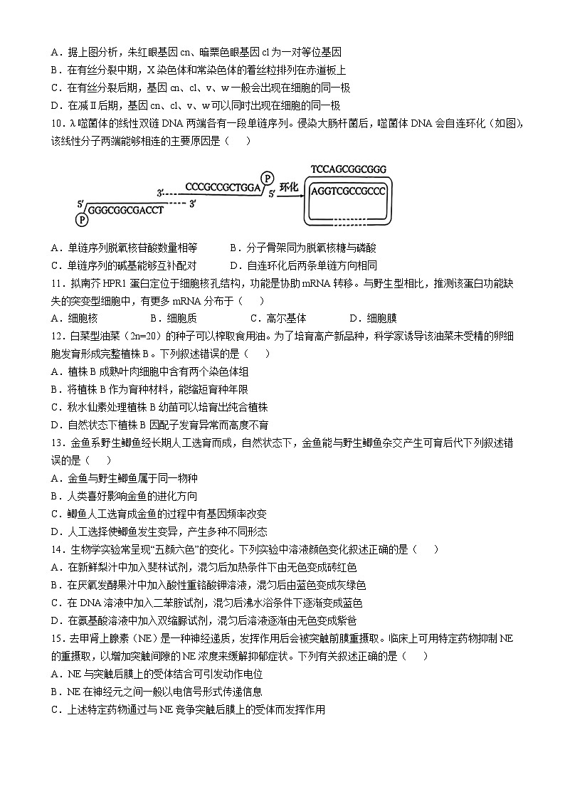 北京市通州区2024-2025学年高三上学期11月期中质量检测生物试题(无答案)03