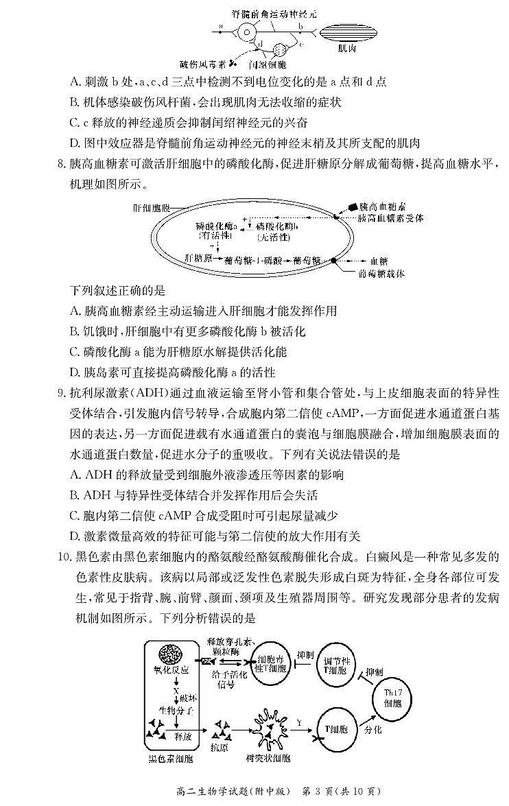 湖南省长沙市湖南师范大学附属中学2024-2025学年高二上学期期中考试生物试卷第3页