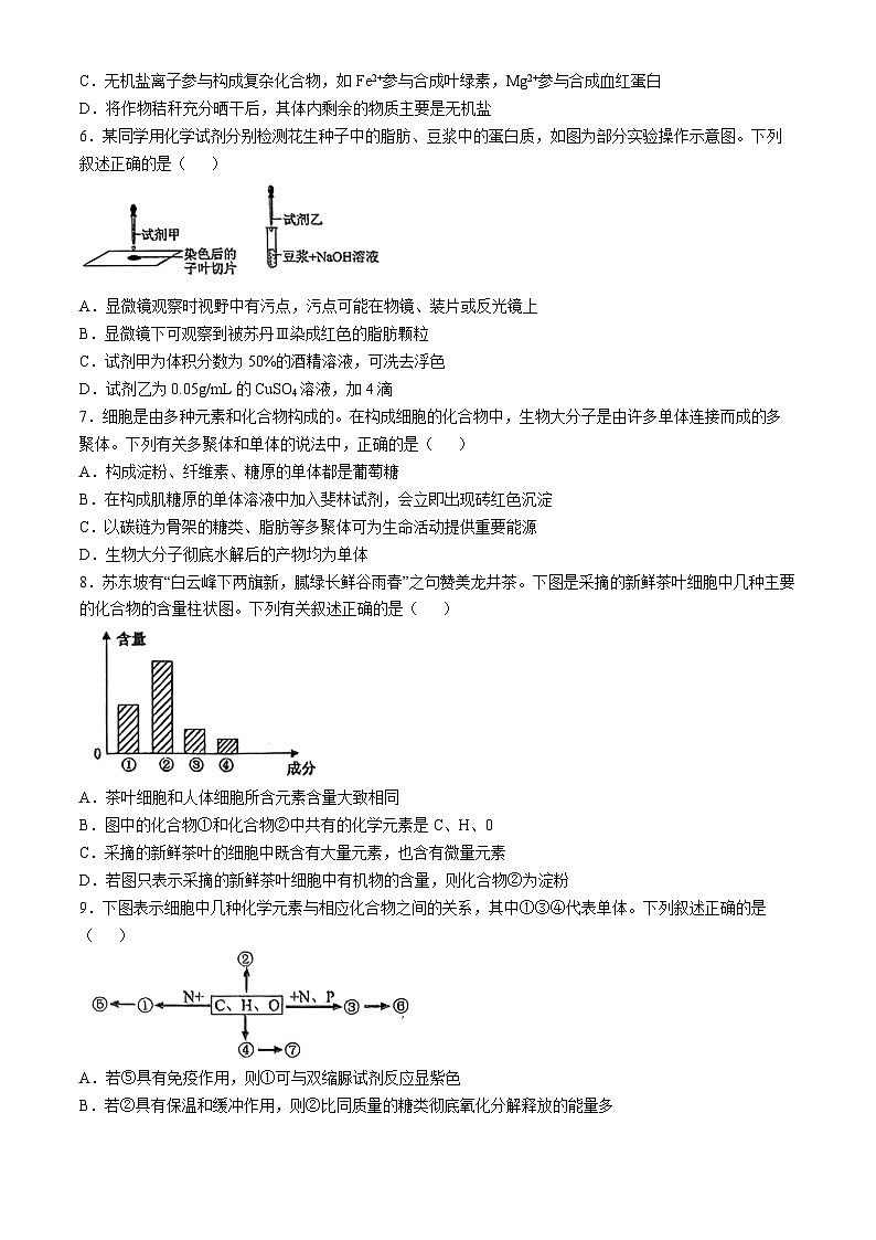 广东省广州市第6中学2024-2025学年高一上学期期中考试生物试卷第2页