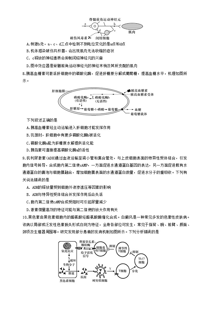 湖南省长沙市湖南师范大学附属中学2024-2025学年高二上学期期中考试生物试卷第3页