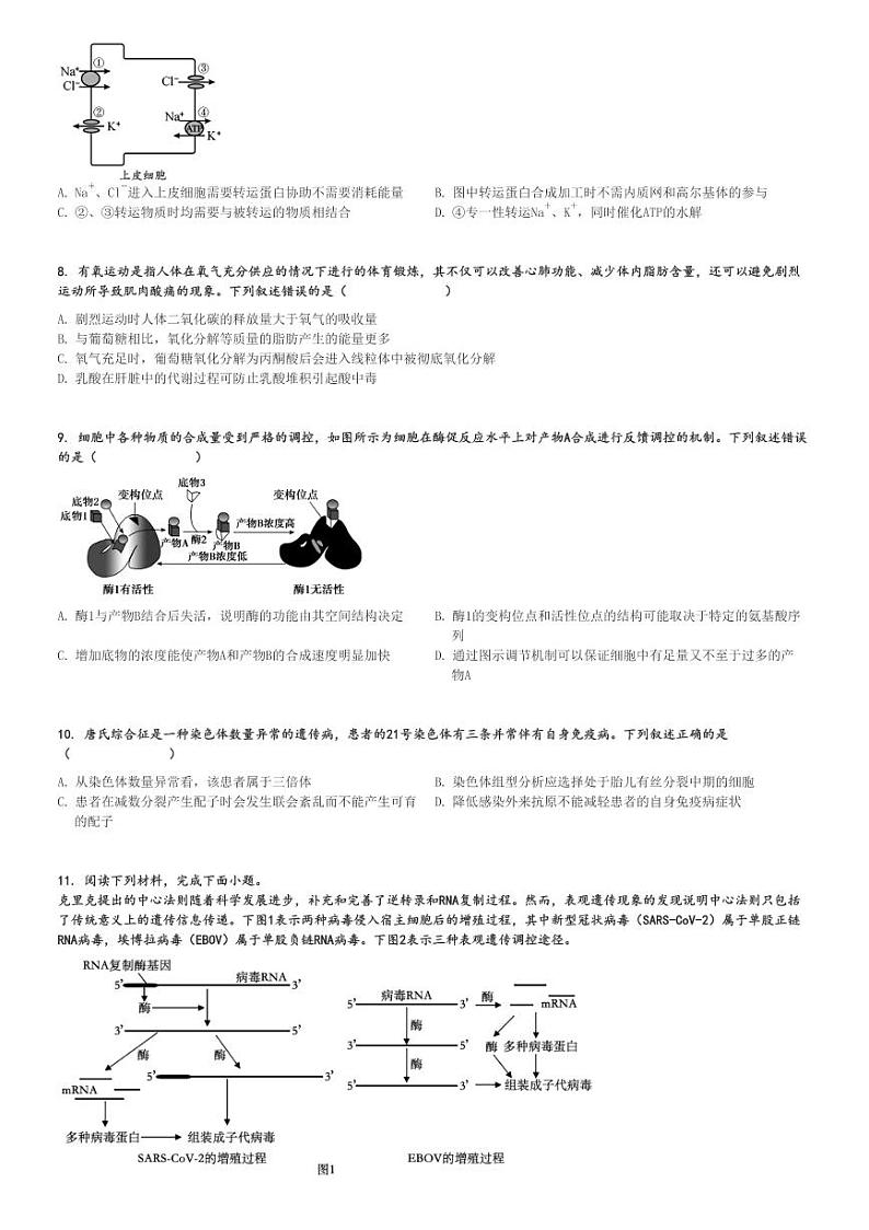 2024～2025学年浙江高二上学期期中生物试卷(金砖联盟)[原题+解析版]第2页