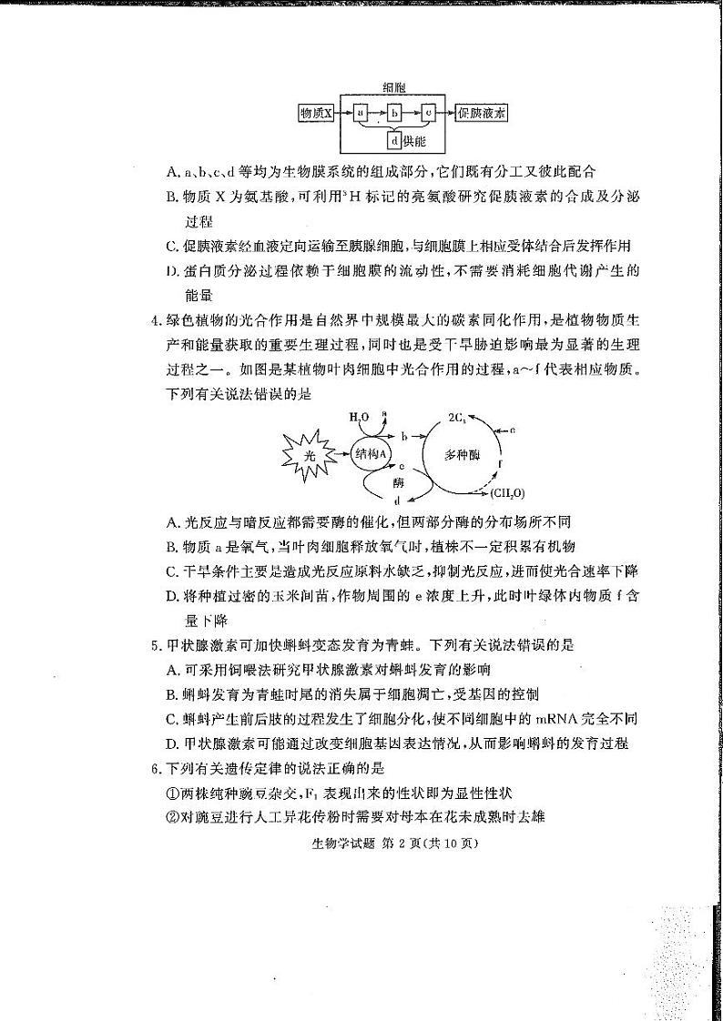 生物-湖南（河南）省湘豫名校联考2024年11月2025届高三上学期一轮复习诊断考试暨期中考试试题和答案第2页