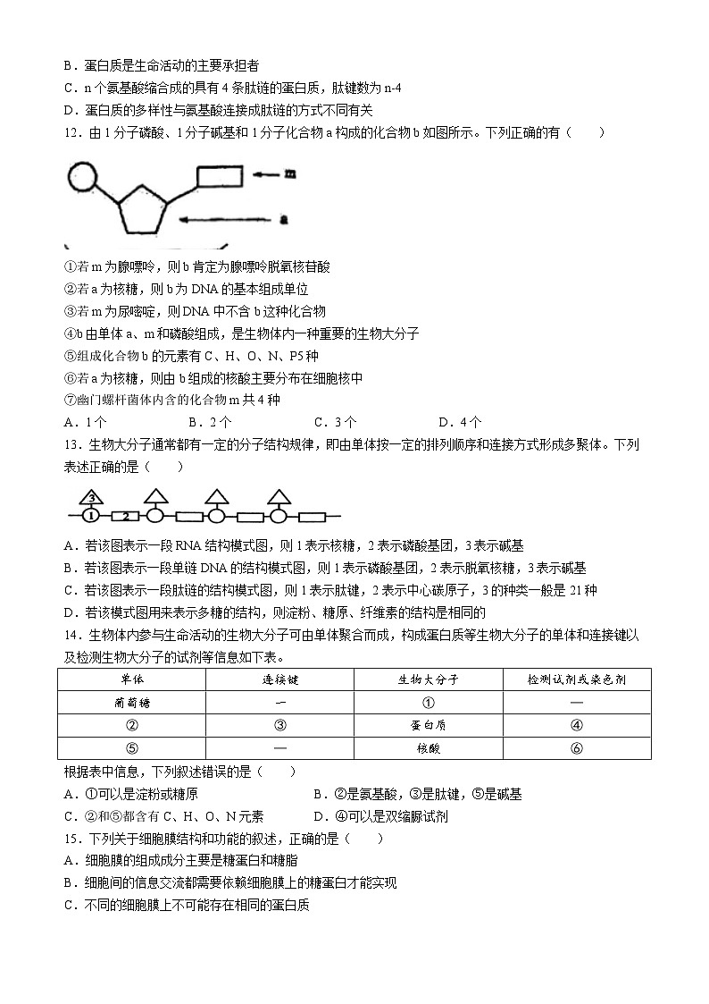 陕西省宝鸡中学2024-2025学年高一上学期期中考试生物试题(无答案)03