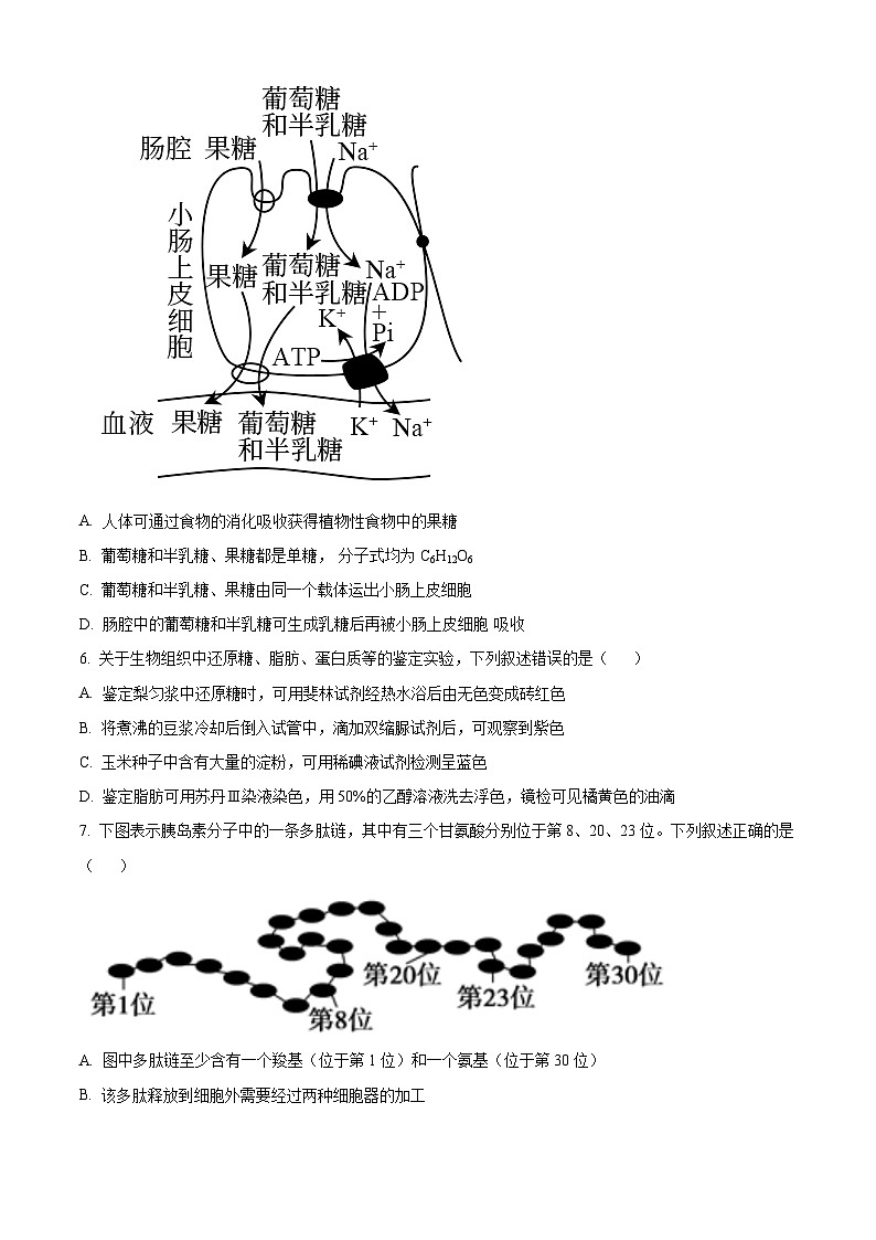 陕西省西安市部分学校联考2024-2025学年高一上学期10月月考生物试题  Word版无答案第3页