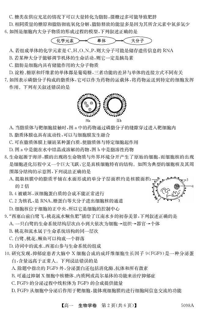 广东省东莞市两校2024-2025学年高一上学期期中联合考试生物试题第2页