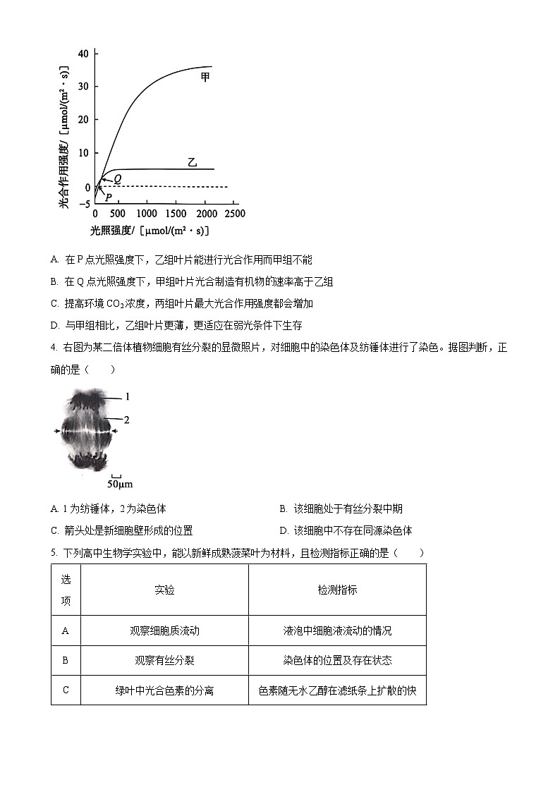 北京市朝阳区2024-2025学年高三上学期期中考试生物试卷（Word版附解析）02