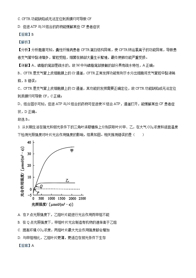 北京市朝阳区2024-2025学年高三上学期期中考试生物试卷（Word版附解析）02