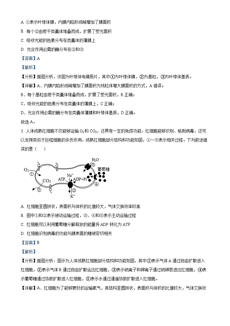 北京市第五十五中学2024-2025学年高三上学期期中调研生物试题 Word版含解析第2页