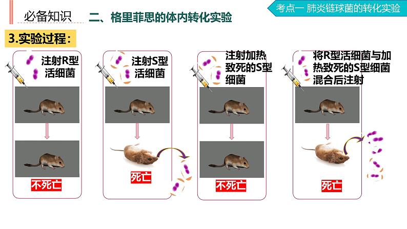 2025届高三生物一轮复习课件第27讲DNA是主要的遗传物质第6页