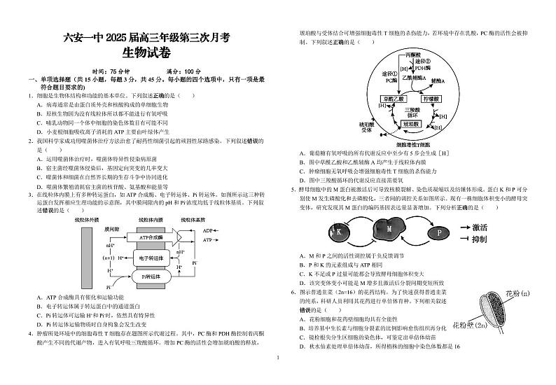 生物-安徽省六安第一中学2025届高三上学期第三次（11月）月考试题和答案第1页