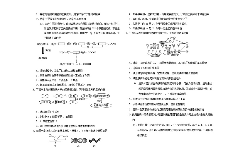 吉林省长春外国语学校2024-2025学年高一上学期10月期中考试生物试卷（Word版附答案）第3页