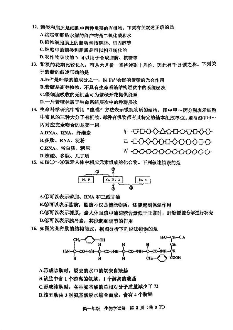 天津市河西区2024-2025学年高一上学期期中生物试卷第3页