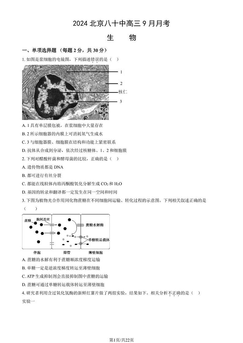 2024北京八十中高三天一大联考2024-2025学年上学期高中毕业班阶段性测试(一)生物学9月月考生物试题及答案01