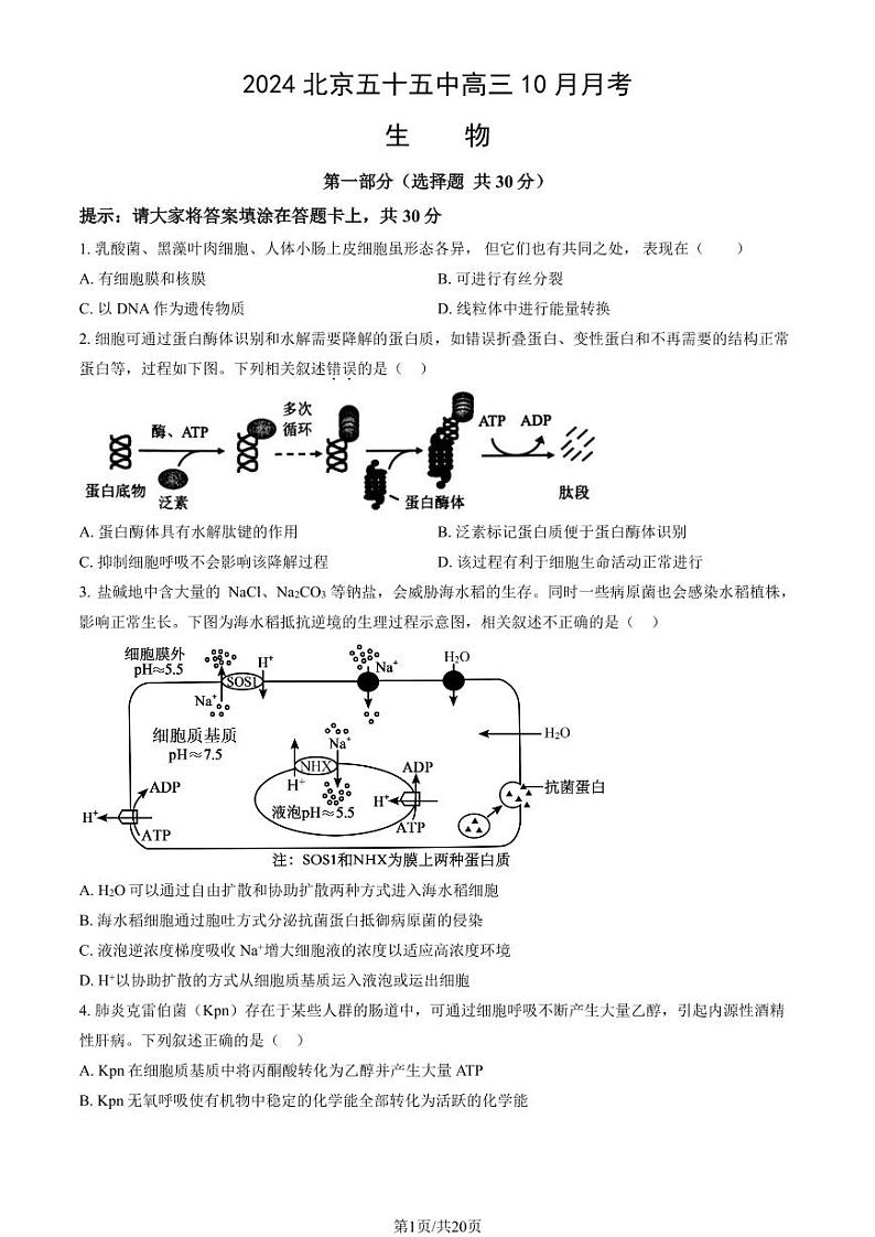 2024北京五十五中高三上学期10月月考生物试题及答案第1页