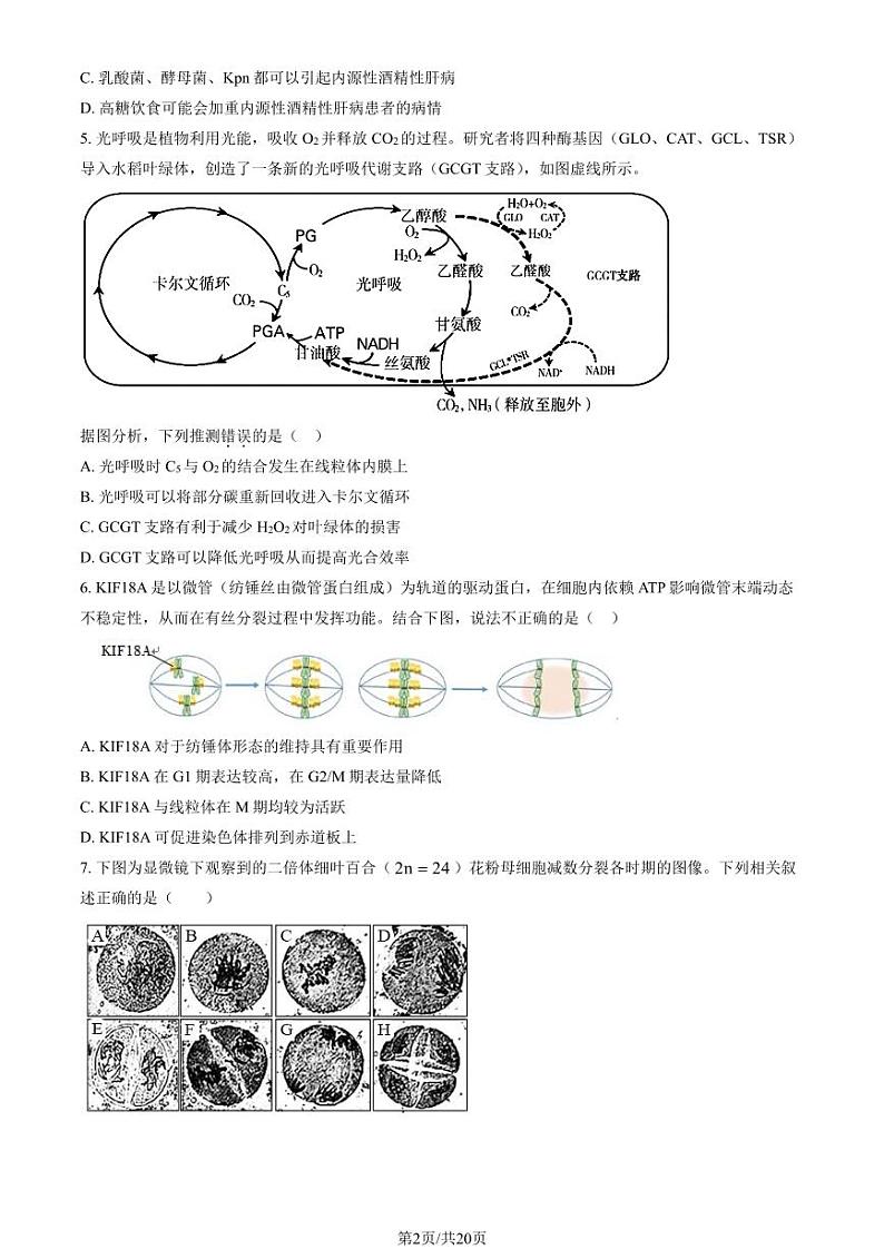 2024北京五十五中高三上学期10月月考生物试题及答案第2页