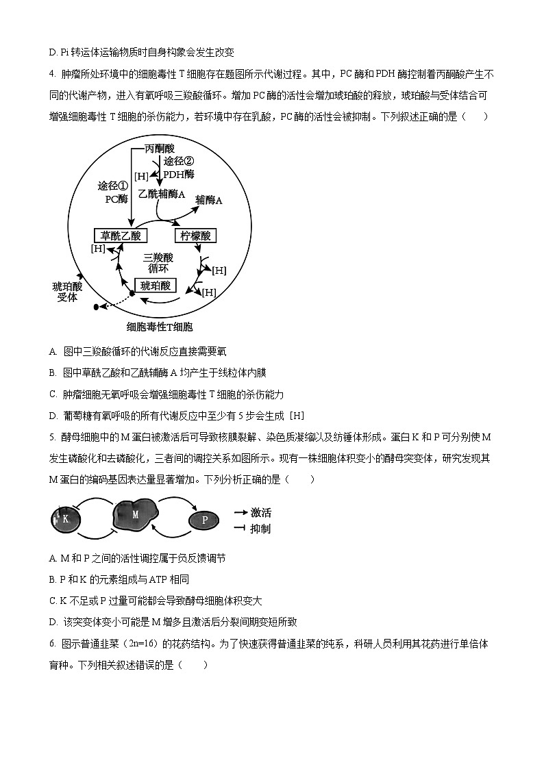 安徽省六安市金安区安徽省六安第一中学2024-2025学年高三上学期11月月考生物试题Word版无答案第2页