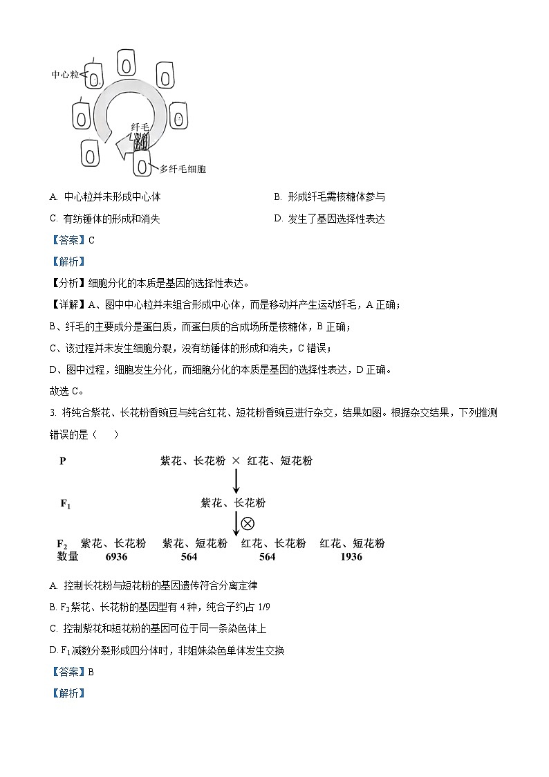 2025北京海淀区高三上学期11月期中考试生物试题含解析02