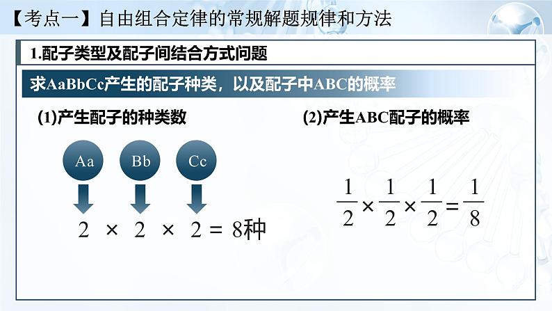 《基因的自由组合定律（Ⅱ）》（课件版权归属“一起课件”，只供个人使用，请勿私自传播，违者必究）第5页