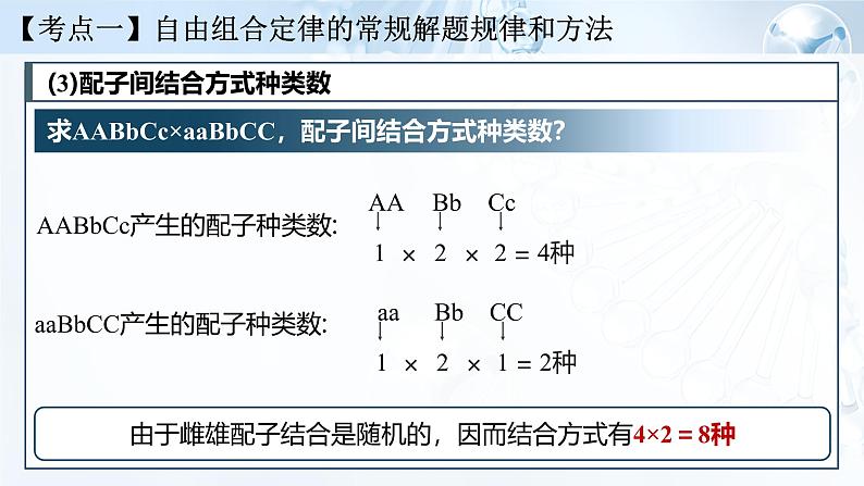 《基因的自由组合定律（Ⅱ）》（课件版权归属“一起课件”，只供个人使用，请勿私自传播，违者必究）第6页