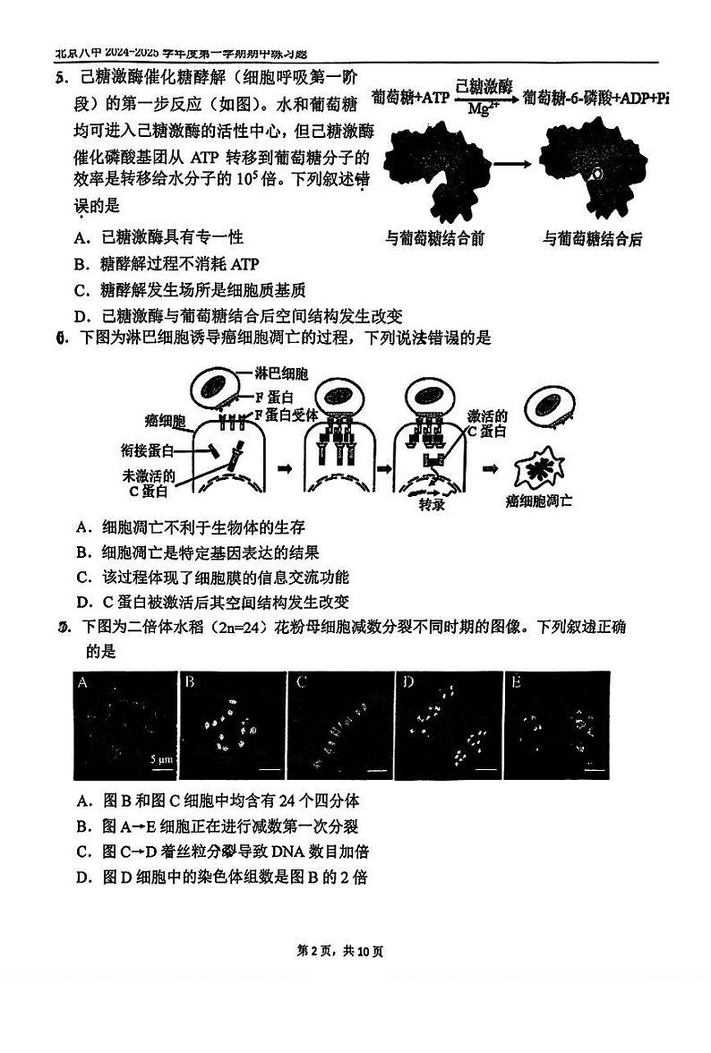 北京市第八中学2024-2025学年高三上学期期中生物试题第2页