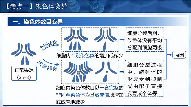 人教版高考生物一轮复习必修二第13课时《染色体变异与遗传育种》课件05