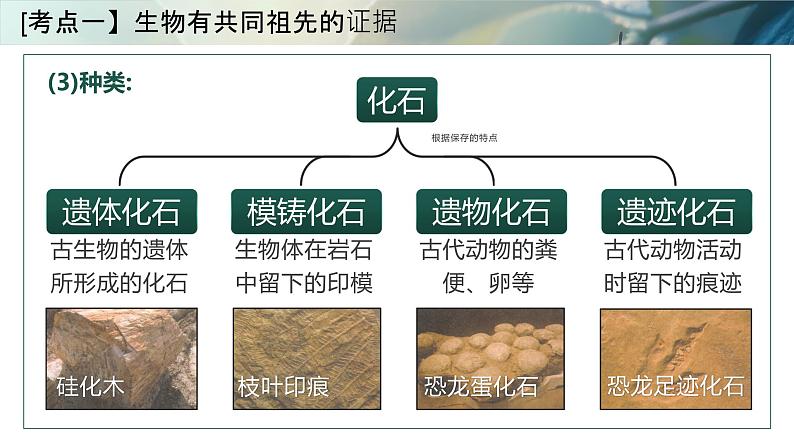 人教版高考生物一轮复习必修二第14课时《生物的进化Ⅰ》课件06