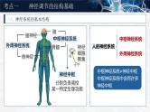 人教版高考生物一轮复习选择性必修一第2课时《神经调节的结构基础及基本方式》课件