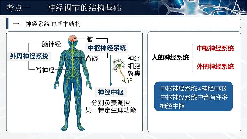 《神经调节的结构基础及基本方式》（课件版权归属“一起课件”，只供个人使用，请勿私自传播，违者必究）第4页