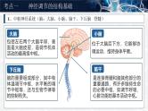 人教版高考生物一轮复习选择性必修一第2课时《神经调节的结构基础及基本方式》课件