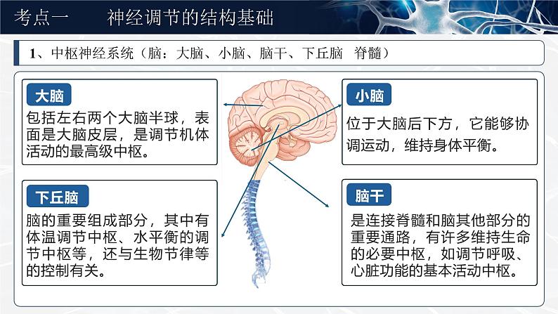 《神经调节的结构基础及基本方式》（课件版权归属“一起课件”，只供个人使用，请勿私自传播，违者必究）第5页