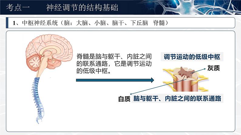 《神经调节的结构基础及基本方式》（课件版权归属“一起课件”，只供个人使用，请勿私自传播，违者必究）第6页