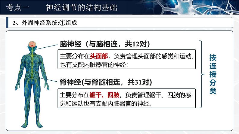 《神经调节的结构基础及基本方式》（课件版权归属“一起课件”，只供个人使用，请勿私自传播，违者必究）第8页