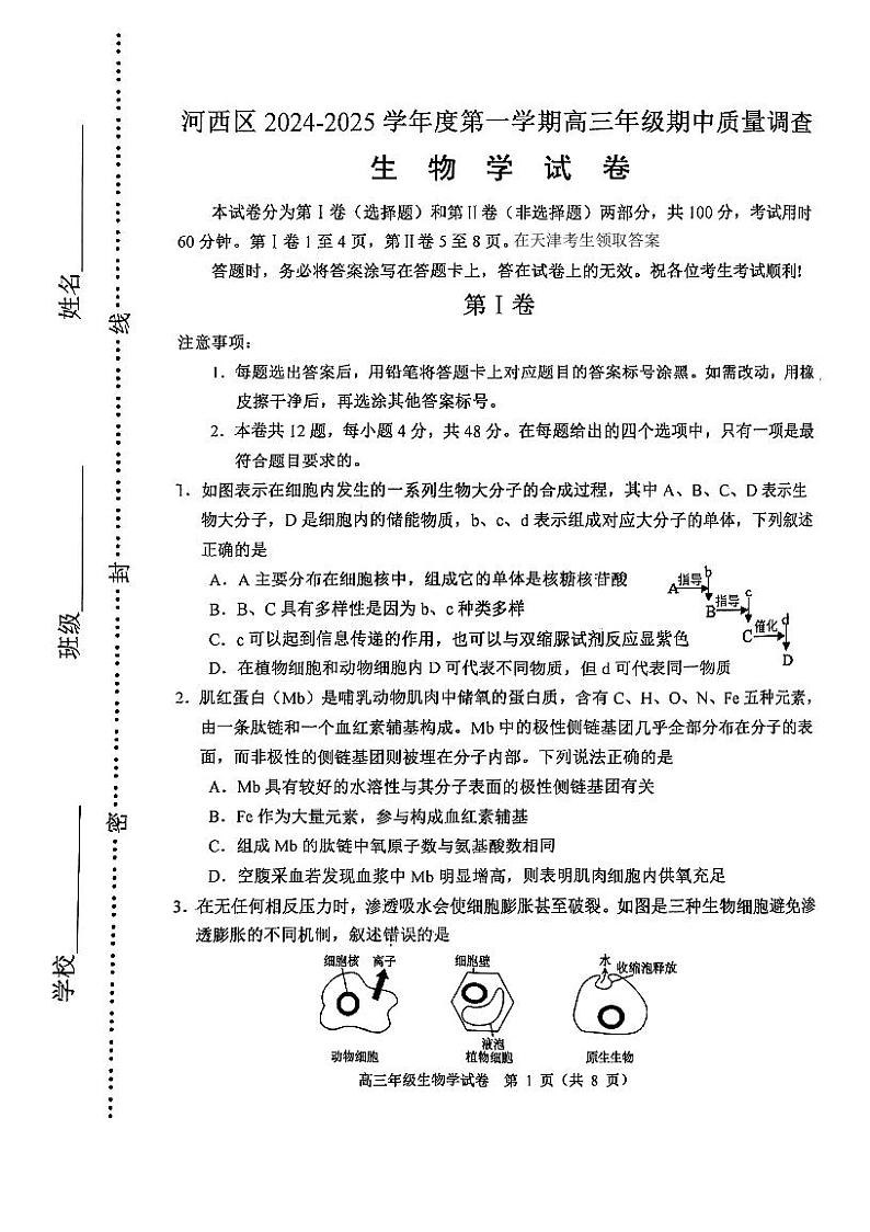 天津市河西区2024-2025学年高三上学期期中生物试卷第1页