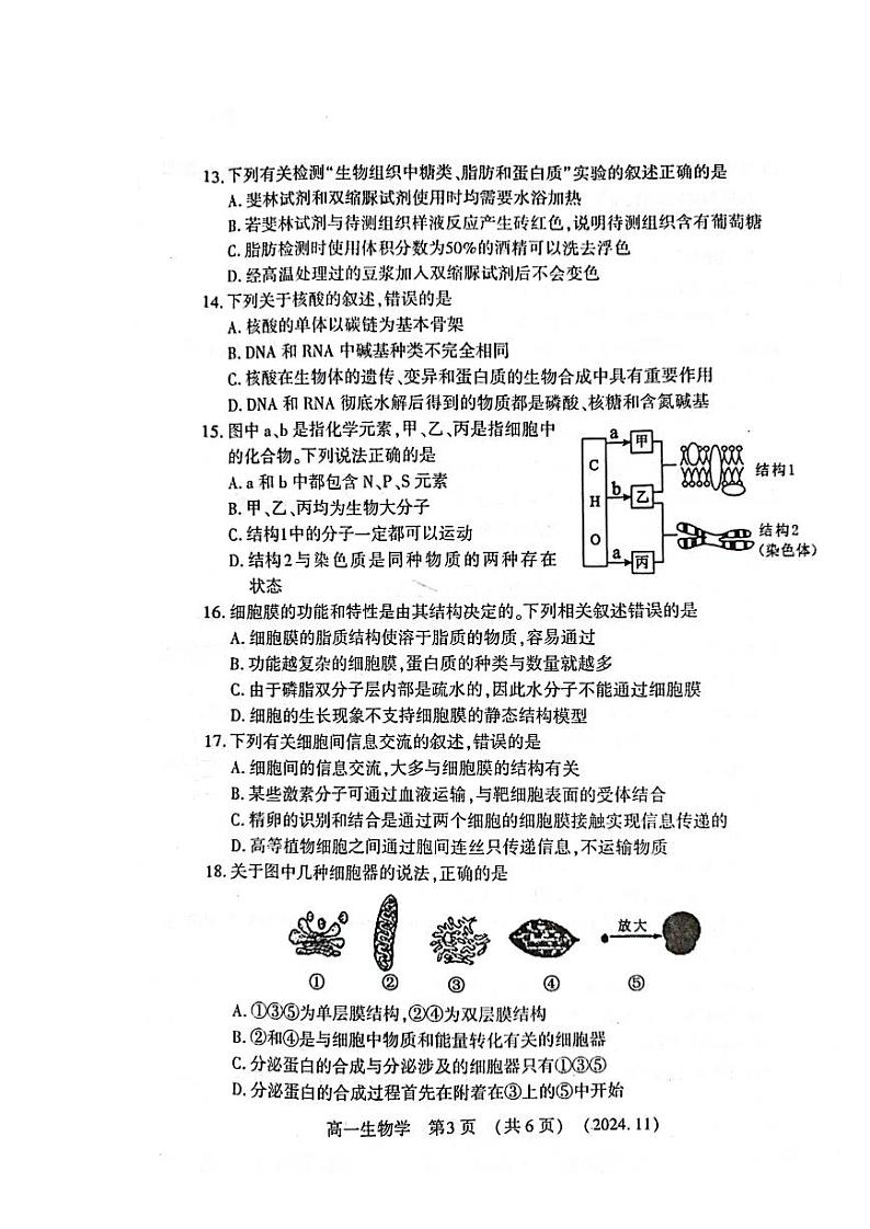 河南省洛阳市2024-2025学年高一上学期期中考试生物试卷第3页