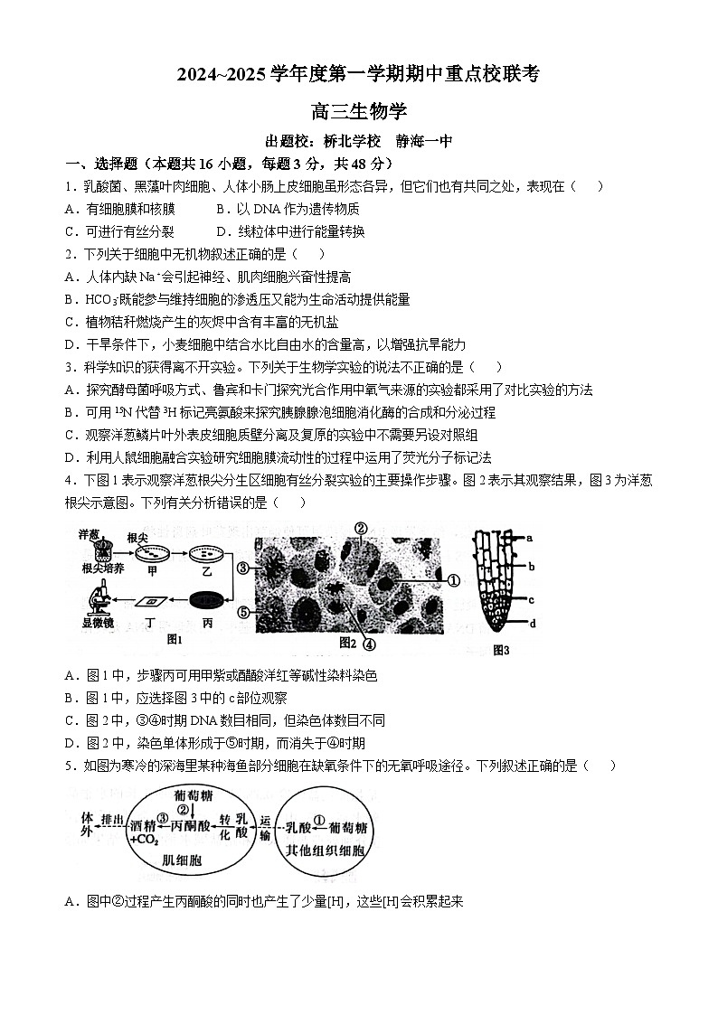 天津市五区县重点校联考2024-2025学年高三上学期期中考试生物试题01