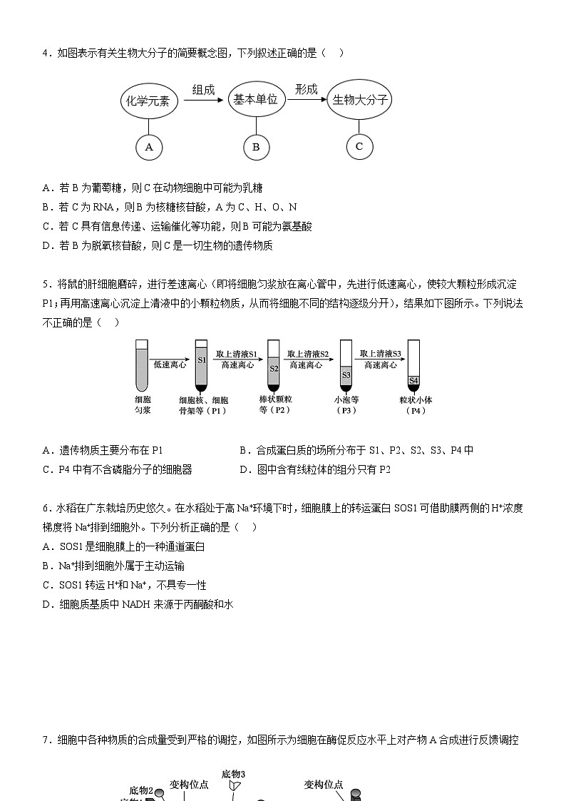 广东省阳江市高新区2024-2025学年高二上学期11月期中生物试题第2页