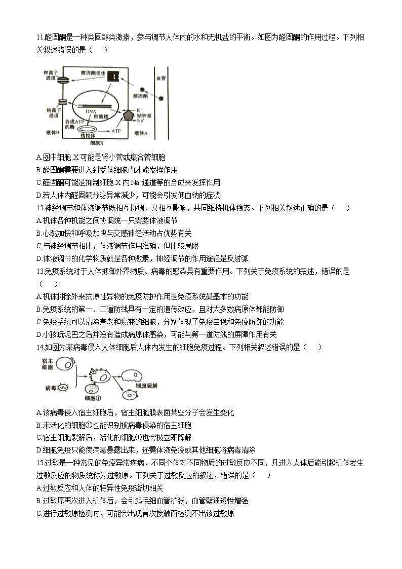 河南省商丘市商丘市商师联盟期中考试2024-2025学年高二上学期11月期中生物试题第3页