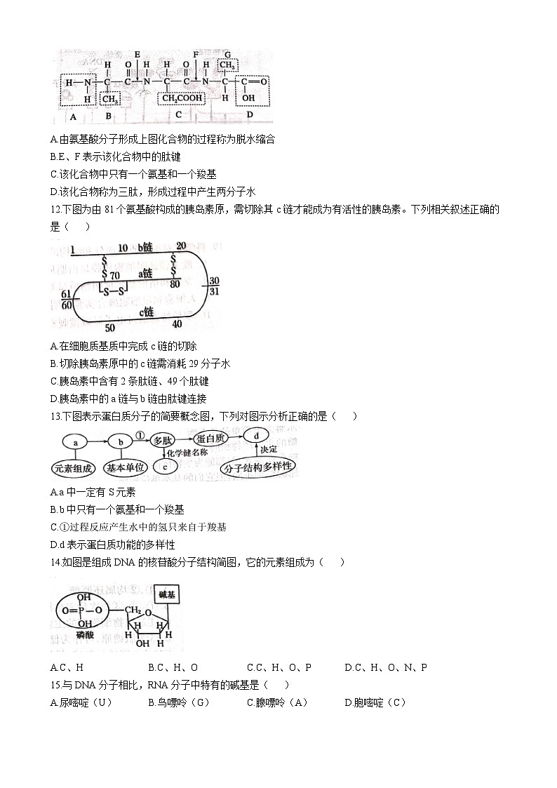 江苏省徐州市2024-2025学年高一上学期期中考试生物试题(无答案)第3页