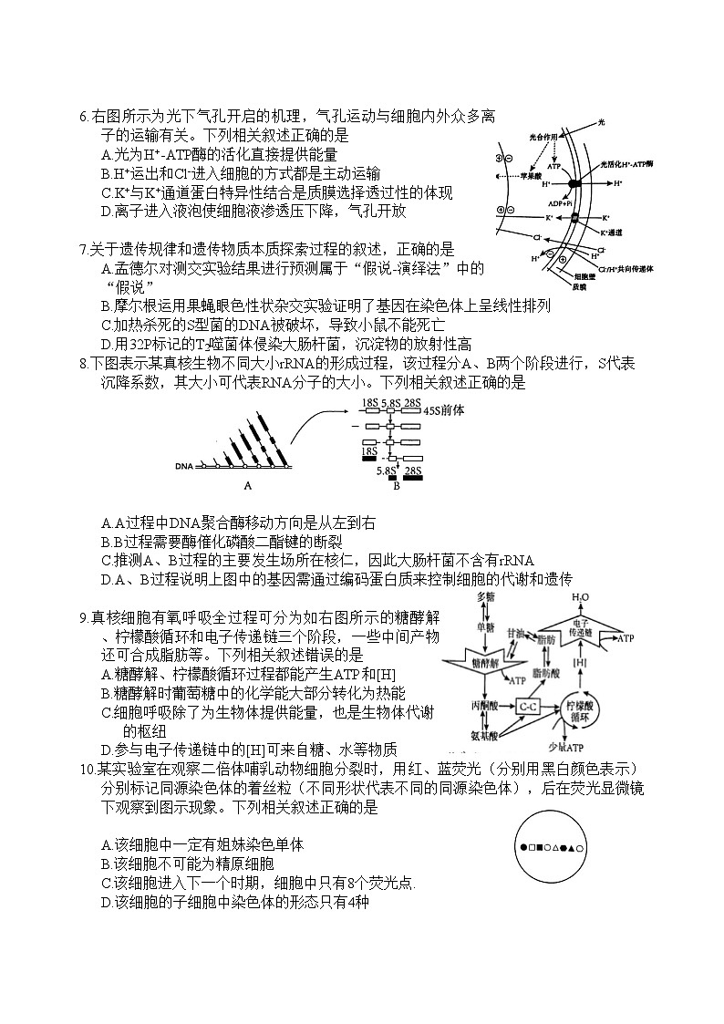 江苏省盐城市2024-2025学年高三上学期11月期中考试 生物   Word版含答案02