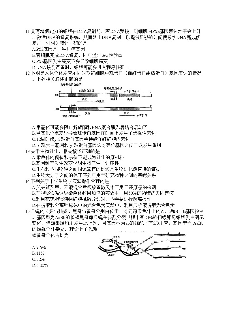 江苏省盐城市2024-2025学年高三上学期11月期中考试 生物   Word版含答案03