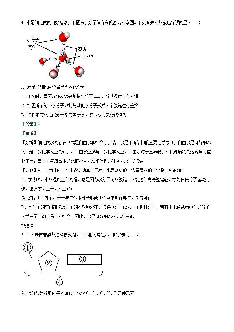 浙江省七彩阳光新高考研究联盟2024—2025学年高一上学期期中考试生物试题 Word版含解析第3页