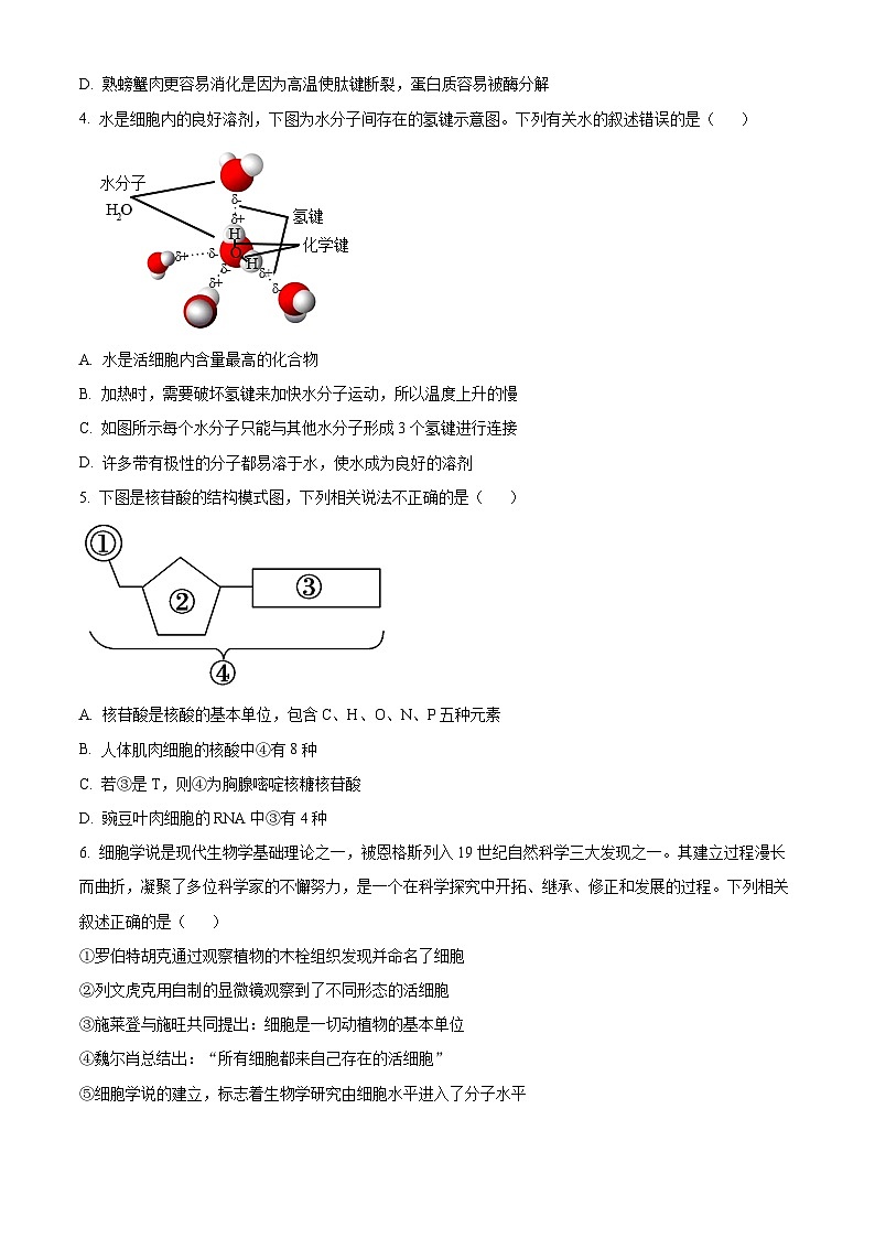 浙江省七彩阳光新高考研究联盟2024—2025学年高一上学期期中考试生物试题 Word版无答案第2页