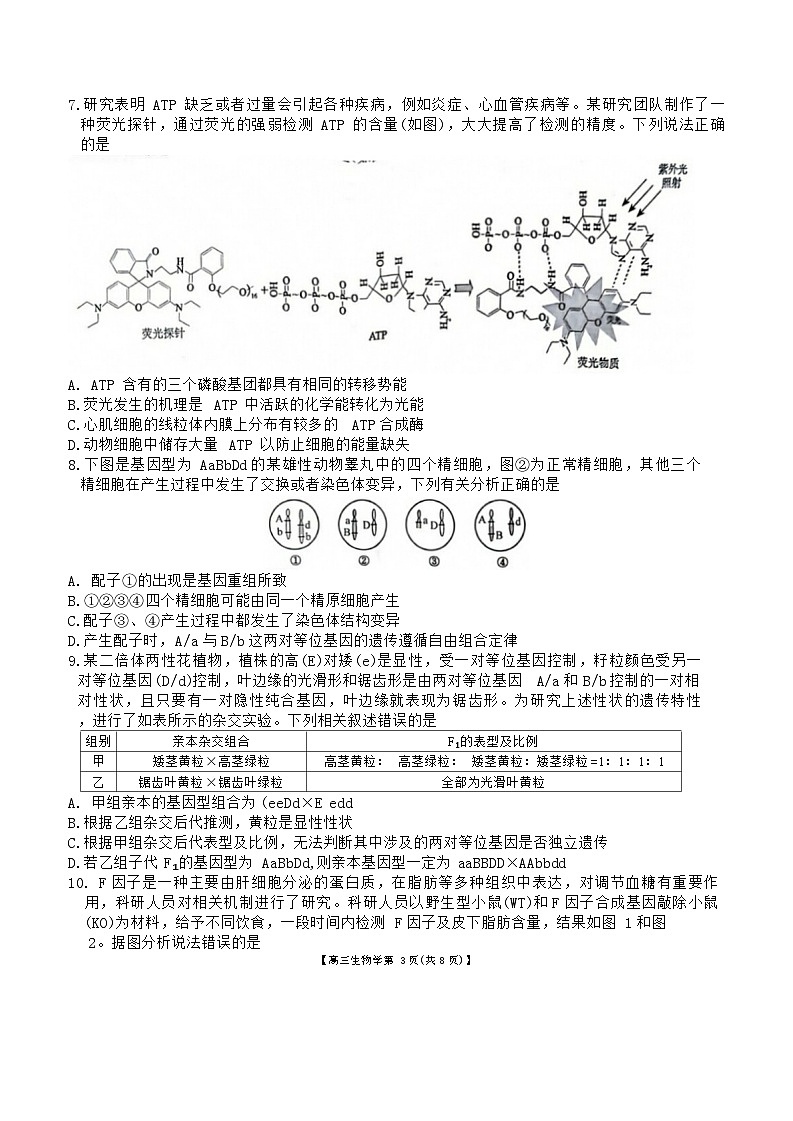 安徽省鼎尖联盟2024-2025学年高三上学期期中考试生物学试题第3页